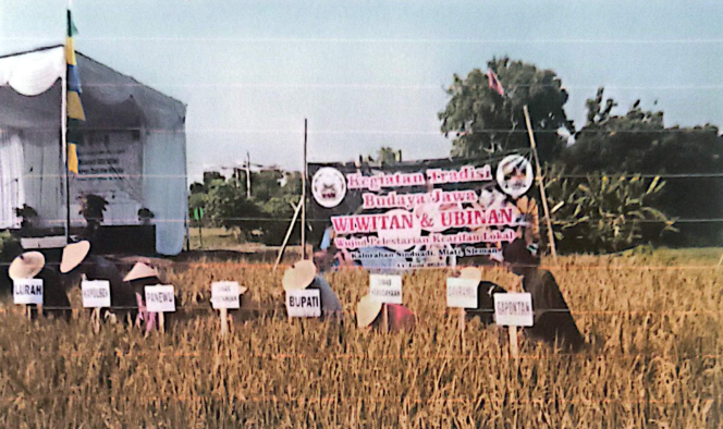 Semarak Tradisi Wiwitan dan Ubinan “Sindu Widayatani” di Lahan Pertanian